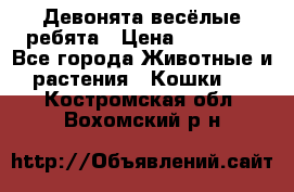 Девонята весёлые ребята › Цена ­ 25 000 - Все города Животные и растения » Кошки   . Костромская обл.,Вохомский р-н